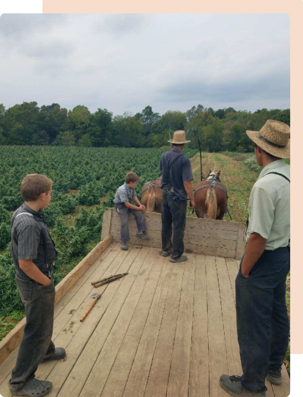 Amish men on a farm