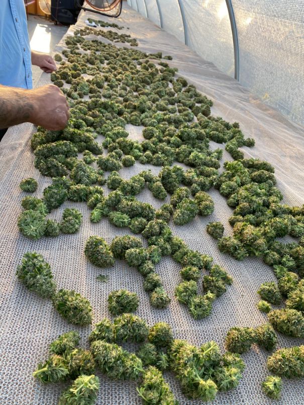 Harvested Buds